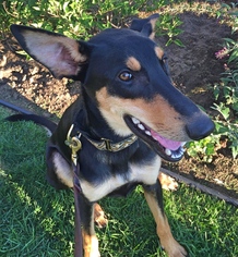 Doberman Pinscher Dogs for adoption in Livonia, MI, USA