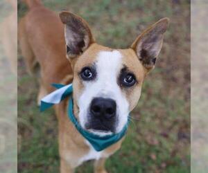 Boxer-Unknown Mix Dogs for adoption in San Antonio, TX, USA