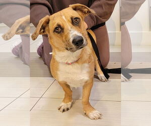 Welsh Cardigan Corgi Dogs for adoption in Visalia, CA, USA