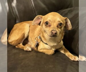 Chihuahua Dogs for adoption in Spring Lake, NC, USA