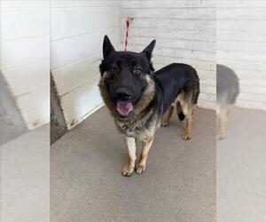 German Shepherd Dog Dogs for adoption in San Bernardino, CA, USA