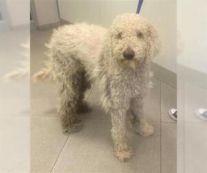 Poodle (Standard) Dogs for adoption in Rancho Cucamonga, CA, USA