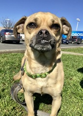 Puggle Dogs for adoption in Chico, CA, USA