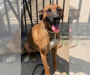 Mutt Dogs for adoption in Riverside, CA, USA