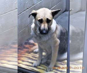 Mutt Dogs for adoption in San Jacinto, CA, USA