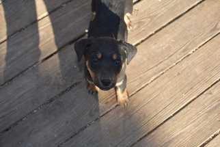 Rottweiler Dogs for adoption in Conway, AR, USA