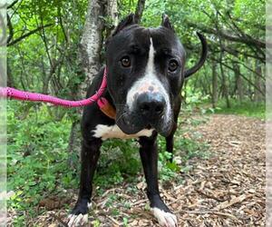 American Pit Bull Terrier-Unknown Mix Dogs for adoption in Peoria, IL, USA