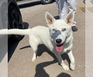 Siberian Husky Dogs for adoption in Von Ormy, TX, USA
