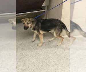 German Shepherd Dog-Unknown Mix Dogs for adoption in Conroe, TX, USA