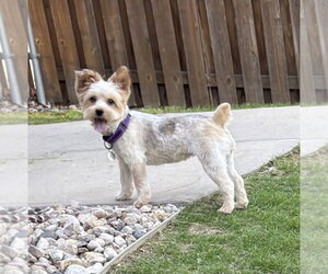 Australian Shepherd-Unknown Mix Dogs for adoption in Omaha, NE, USA