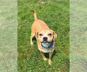 Puggle Dogs for adoption in South Bend, IN, USA