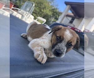 Mutt Dogs for adoption in Brewster, NY, USA