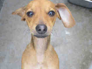 Doxie-Pin Dogs for adoption in Orange, CA, USA