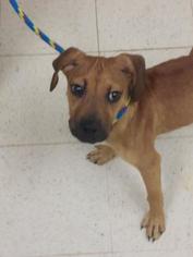 Boxador Dogs for adoption in Gulfport, MS, USA