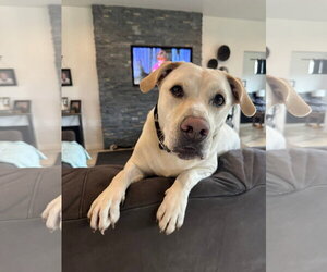 Labrador Retriever-Unknown Mix Dogs for adoption in New London, WI, USA