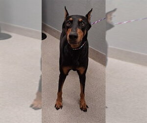 Doberman Pinscher-Unknown Mix Dogs for adoption in Las Vegas, NV, USA