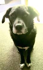 Labrador Retriever-Unknown Mix Dogs for adoption in Moundridge, KS, USA
