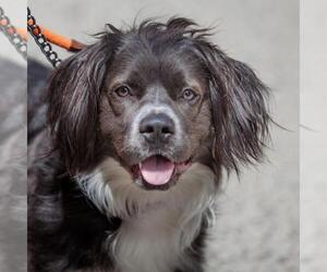 Border Collie Dogs for adoption in New York City, NY, USA