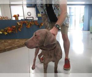 Labrador Retriever-Unknown Mix Dogs for adoption in Temple, TX, USA