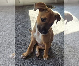 American Pit Bull Terrier-Unknown Mix Dogs for adoption in Germantown, OH, USA