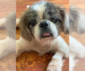 Shih Tzu Dogs for adoption in Whitestone, NY, USA