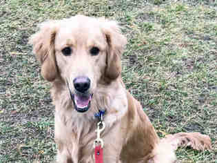 Golden Retriever Dogs for adoption in Hampton Bays, NY, USA