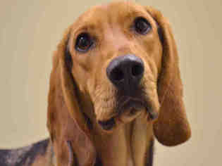 Black and Tan Coonhound Dogs for adoption in Lee's Summit, MO, USA