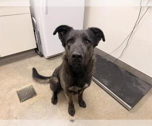 German Shepherd Dog Dogs for adoption in HESPERIA, CA, USA