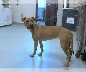 American Pit Bull Terrier-Unknown Mix Dogs for adoption in Fayetteville, NC, USA