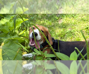 Beagle Dogs for adoption in Andover, MN, USA