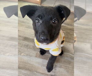 Shepradors Dogs for adoption in Princeton, MN, USA