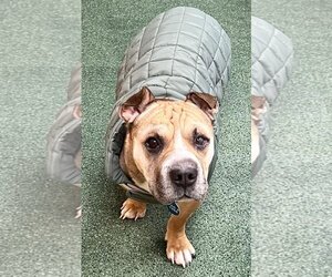 Ba-Shar Dogs for adoption in Boonton, NJ, USA
