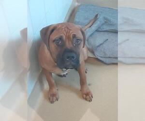 Boxer-Mastiff Mix Dogs for adoption in Silver Spring, MD, USA