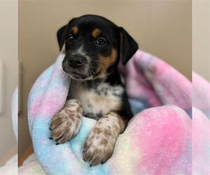 Mutt Dogs for adoption in Conroe, TX, USA