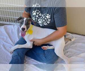 American Pit Bull Terrier-Unknown Mix Dogs for adoption in McKinney, TX, USA