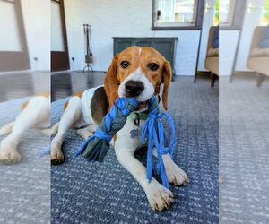 Beagle Dogs for adoption in Andover, MN, USA