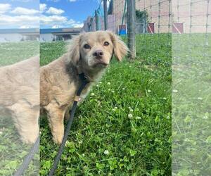 Eurasierpoo Dogs for adoption in Front Royal, VA, USA