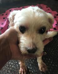 Maltese Dogs for adoption in FAIRLAWN, OH, USA