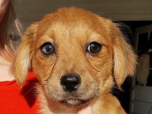 ShiChi Dogs for adoption in Cookeville, TN, USA