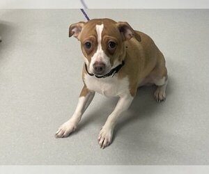 Chiweenie Dogs for adoption in Ann Arbor, MI, USA
