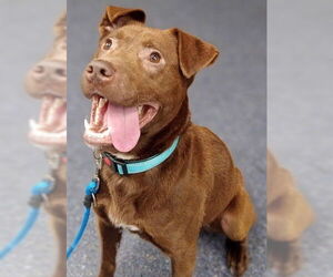 Labrador Retriever-Unknown Mix Dogs for adoption in Anchorage, AK, USA