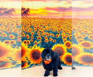 Havanese Dogs for adoption in Gulfport, MI, USA