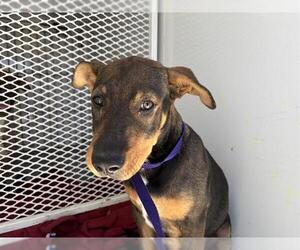 American Pit Bull Terrier-Unknown Mix Dogs for adoption in Bakersfield, CA, USA