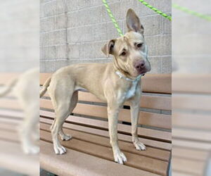 American Pit Bull Terrier Dogs for adoption in Salinas, CA, USA