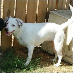 Australian Shepherd-Dalmatian Mix Dogs for adoption in Shreveport, LA, USA