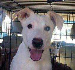 Borador Dogs for adoption in San Luis Rey, CA, USA