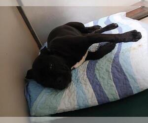 French Bulldog Dogs for adoption in Bakersfield, CA, USA