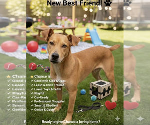 American Pit Bull Terrier-Doberman Pinscher Mix Dogs for adoption in Spotsylvania, VA, USA