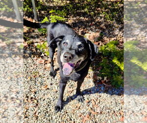 Labrador Retriever-Unknown Mix Dogs for adoption in Caldwell, NJ, USA