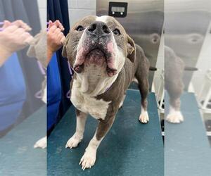 American Bulldog-Unknown Mix Dogs for adoption in Mobile, AL, USA